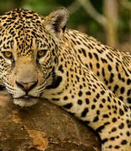 Tour: Eco parque Aluxes + Cascadas Roberto Barrios