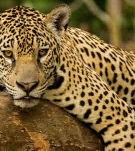 Tour: Eco parque Aluxes + Cascadas Roberto Barrios